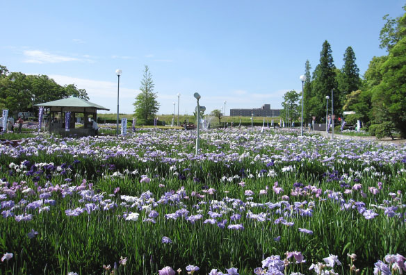 油ヶ淵水辺公園／油ヶ淵遊園地